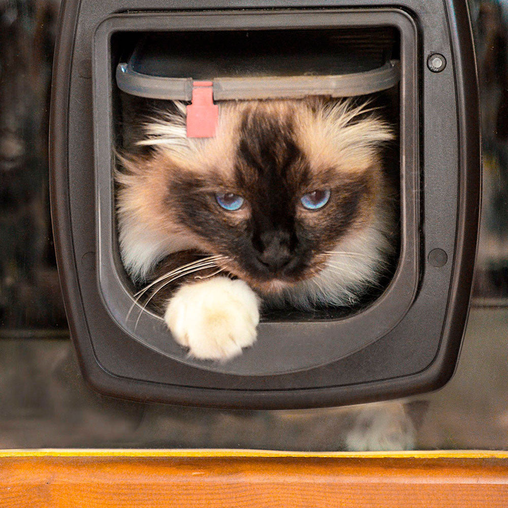 SWING MICROCHIP Portina per gatti con sistema d'apertura a microchip BIANCA